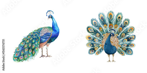 peacock watercolor vector illustration