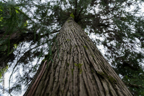 Tall sequoia tree view from bottom to top. Sequoia at the Botanical Garden