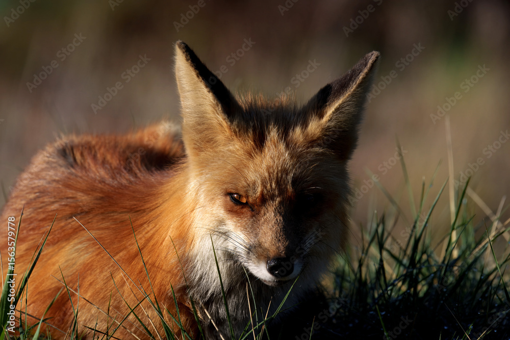 Fototapeta premium Red Fox - Colorado