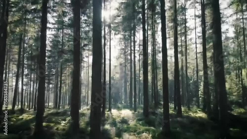 Wallpaper Mural Lush green forest with tall trees and sunlight filtering through   Torontodigital.ca