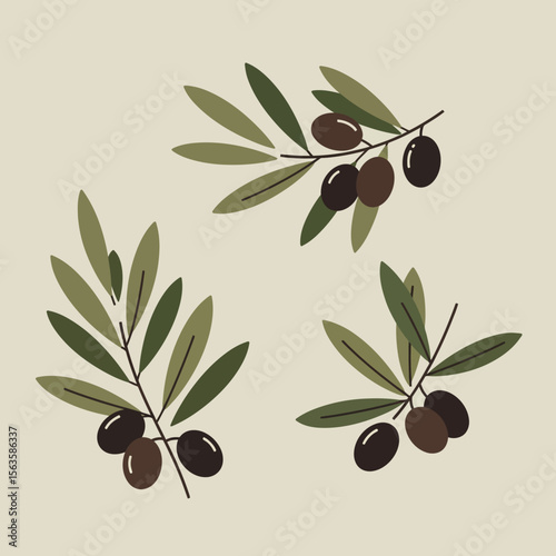 Three olive branches with green and brown leaves and olives in minimal flat design style vector illustration