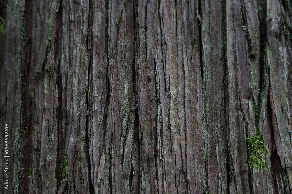 Obraz premium Sequoia bark background. Sequoia bark close-up. Cora background