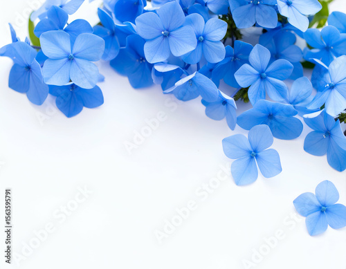 Vibrant blue plumbago flowers gracefully bloom against a pristine white background, offering a serene natural beauty.