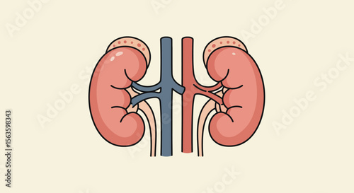 Anatomical kidneys with arteries vector illustration for medical education and design