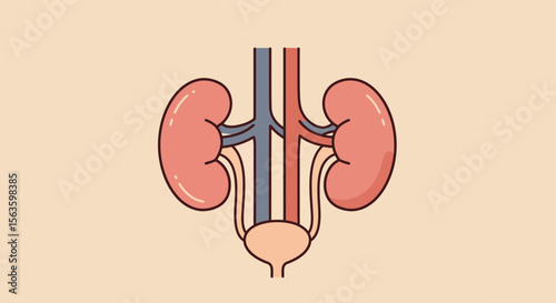Human kidney diagram vector illustration for medical education and anatomy design