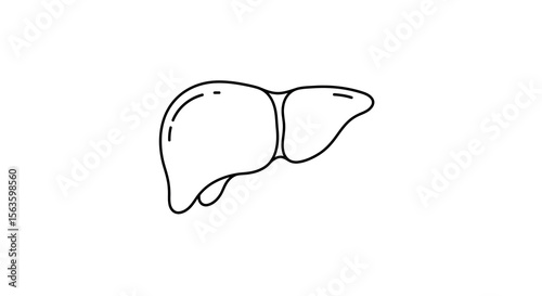 Medical anatomy vector illustration of human liver organ in line art style for educational use