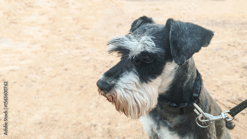 A close-up of a black and white miniature schnauzer dog on a leash. The dog has a distinctive beard and alert expression, set against a sandy background.