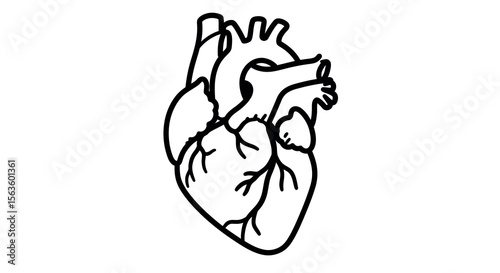 Anatomical heart vector illustration: black and white line art for medical design