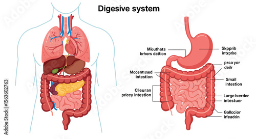 Human digestive system diagram vector illustration for educational use