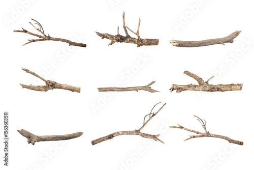 Dried tree branches isolated on white background with clipping path. Natural wood twigs for design and decoration.