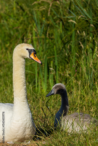 Fototapeta Naklejka Na Ścianę i Meble -  mute swan mother and cygnet bathing in the sun