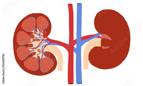 Human Kidney Anatomy Detailed Illustration of Renal System