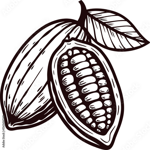 Hand drawn cacao pod with open beans and leaves isolated on white background vintage illustration