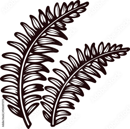 Hand drawn fern leaves with detailed sketch and intricate botanical pattern illustration on white background