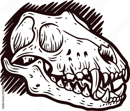 Hand drawn wolf skull illustration in vintage engraving style, detailed animal bone sketch with bold black lines