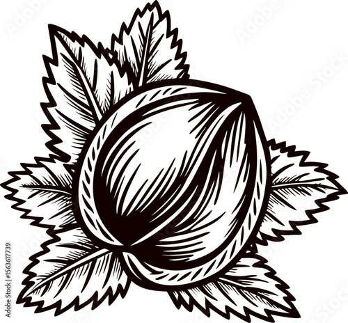 Hand drawn hazelnut with leaves isolated on white vintage engraved botanical nut sketch illustration