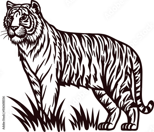hand drawn standing tiger in grass vintage wild animal engraved illustration with detailed fur and stripes