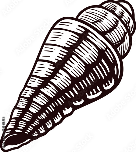 Vintage engraved illustration of a spiral seashell, hand drawn isolated on white background