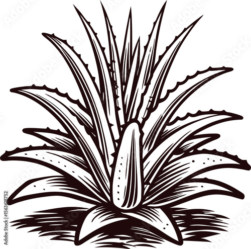 Vintage engraved illustration of agave plant with spiky leaves isolated on white background