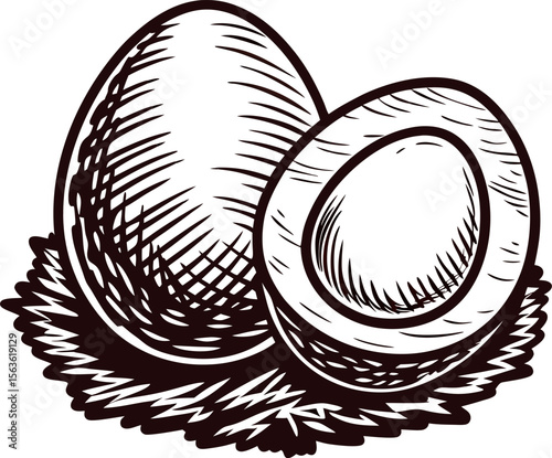 Hand drawn whole and halved egg illustration in vintage engraved on nest