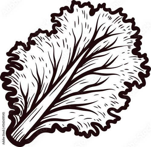 Vintage engraved lettuce leaf hand drawn botanical sketch illustration of leafy vegetable isolated on white background
