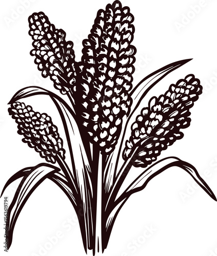 Hand drawn black and white illustration of sorghum plant with grain heads and long leaves, vintage botanical art