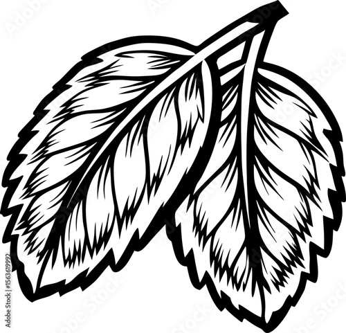 Detailed hand drawn peppermint leaf illustration in black and white with bold line art and intricate texture details