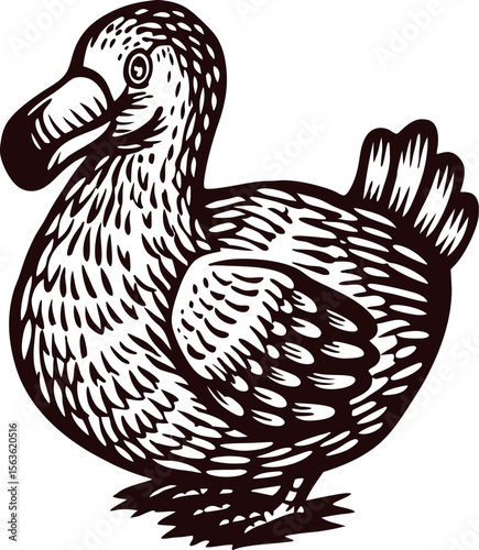 Hand drawn dodo bird illustration in vintage engraved on white background for nature and wildlife design