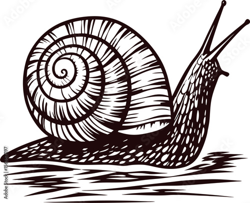 Detailed hand drawn engraving of snail with spiral shell and extended antennae monochrome illustration on white background