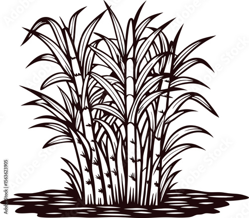 Hand drawn sugarcane plant isolated on white background vintage engraving botanical illustration