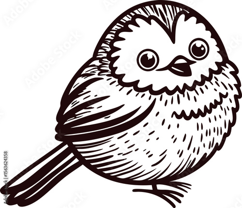 Hand drawn illustration of a fluffy songbird perched, cute round bird with detailed feathers and expressive eyes