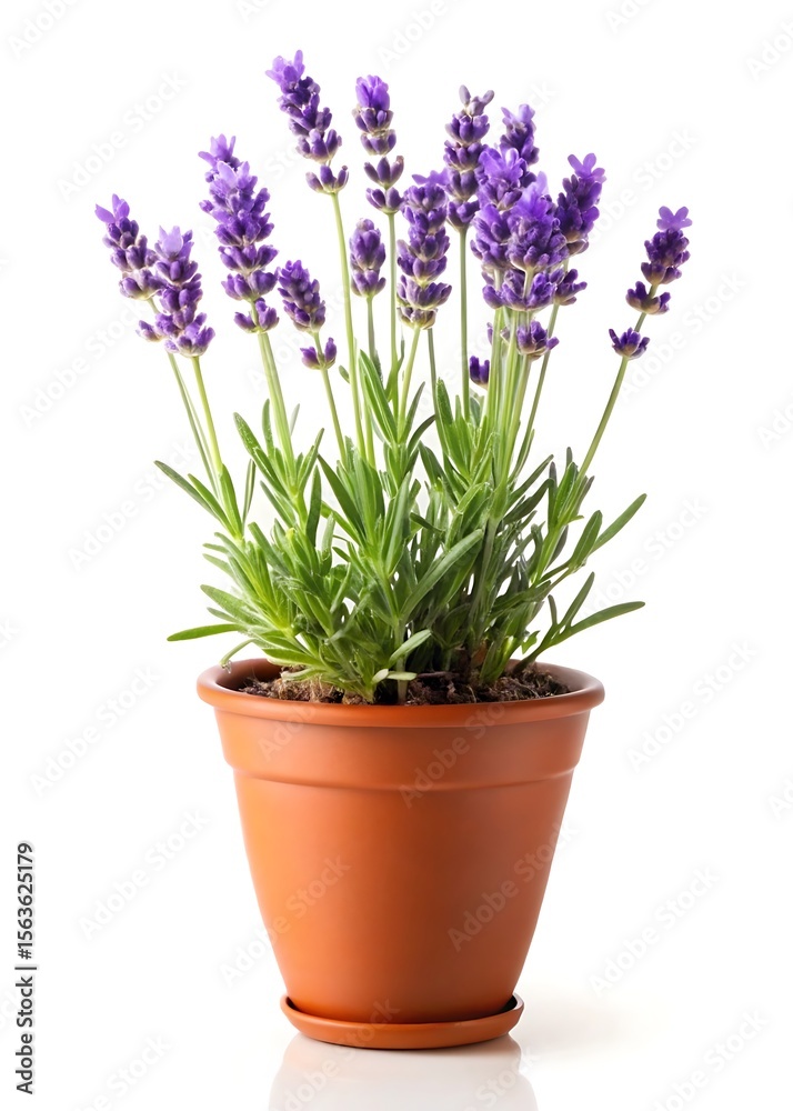 Fototapeta premium Beautiful lavender plant in pot on white background providing calm and serene atmosphere
