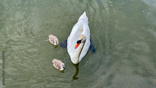 Bird's Eye View of Swan with Two Baby Swans (Cygnets) in Water, Germany