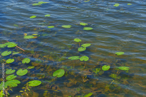 Lily Pads Floating on Calm Water Surface in Daylight