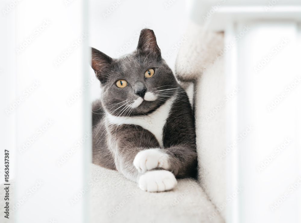 Εκτύπωση καμβά Cat lying on stairs looking through railing