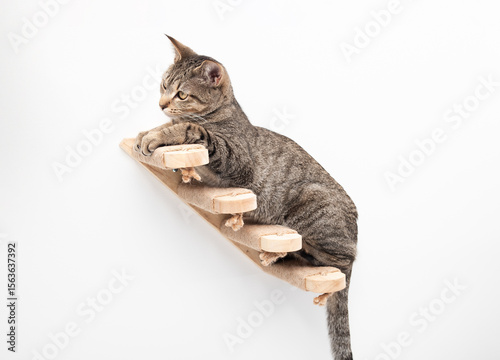Cute cat on cat stairs. Happy tabby cat hanging out or perching on wall mounted steps with jute rope. Wall mounted pet furniture. 1 year old, female, short hair tabby cat. Selective focus.