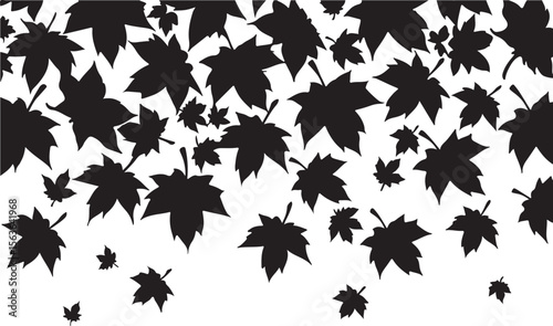 Black maple leaves falling autumn
