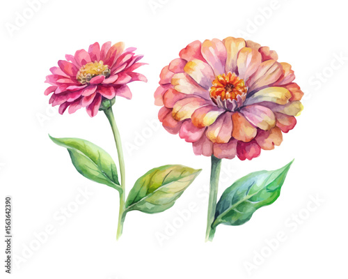 watercolor Zinnia Branch vector illustration isolated on white background