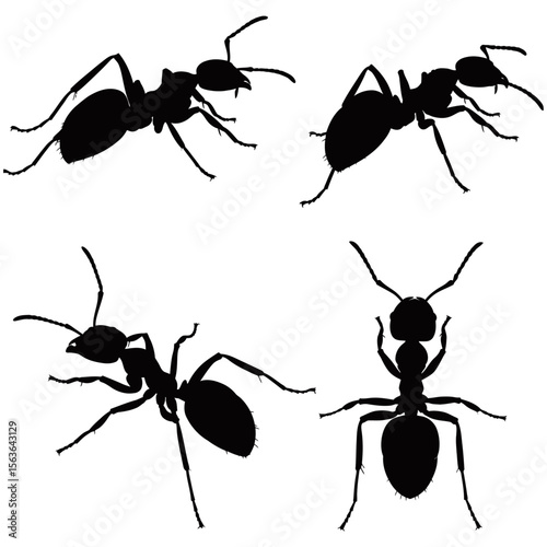 Black ants vector set, tiny insects forming a team of worker ants, with macro close-up details of their antenna, jaw, and legs against a white background