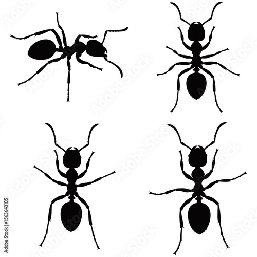 Black ants vector set, tiny insects forming a team of worker ants, with macro close-up details of their antenna, jaw, and legs against a white background