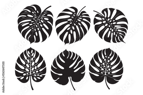 Elegant monstera leaf vector illustration with detailed veining