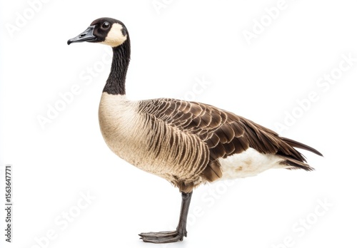 nene or Hawaiian goose - Branta sandvicensis - exclusively found in the wild on the islands of Maui, Kauai, Molokai, and Hawaii. Isolated on white background with copy space