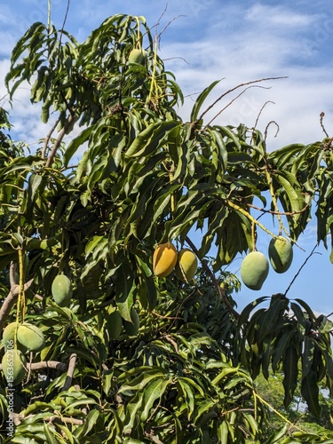 Mango tree with ripe and green fruits. Vertical shot