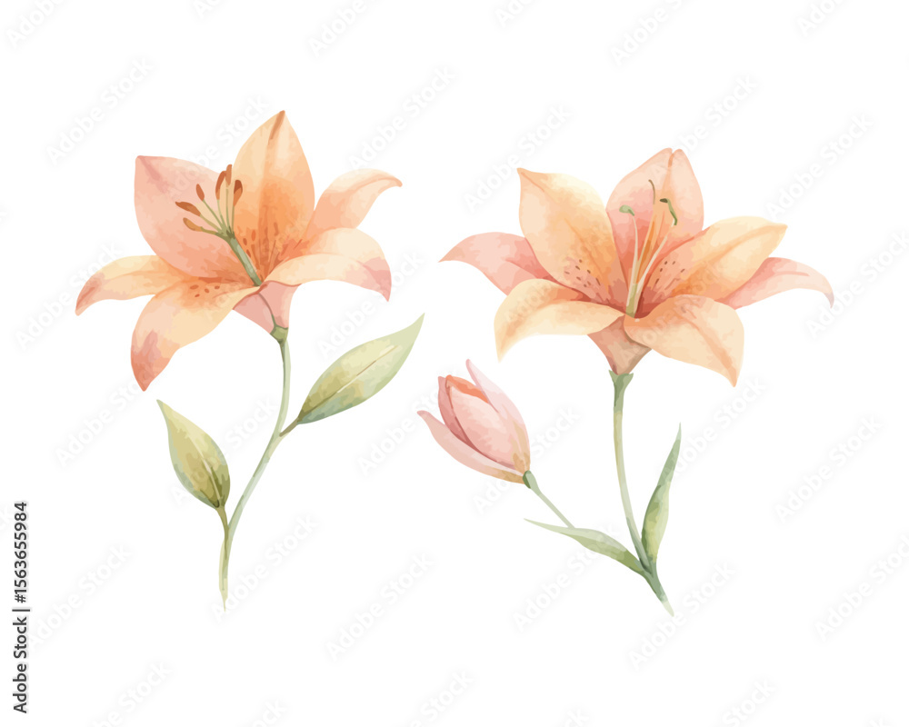 Fototapeta premium watercolor Tiger Lily Branch vector illustration isolated on white background