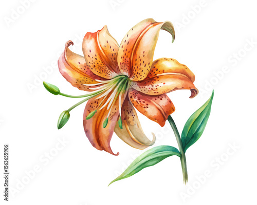 watercolor Tiger Lily Branch vector illustration isolated on white background