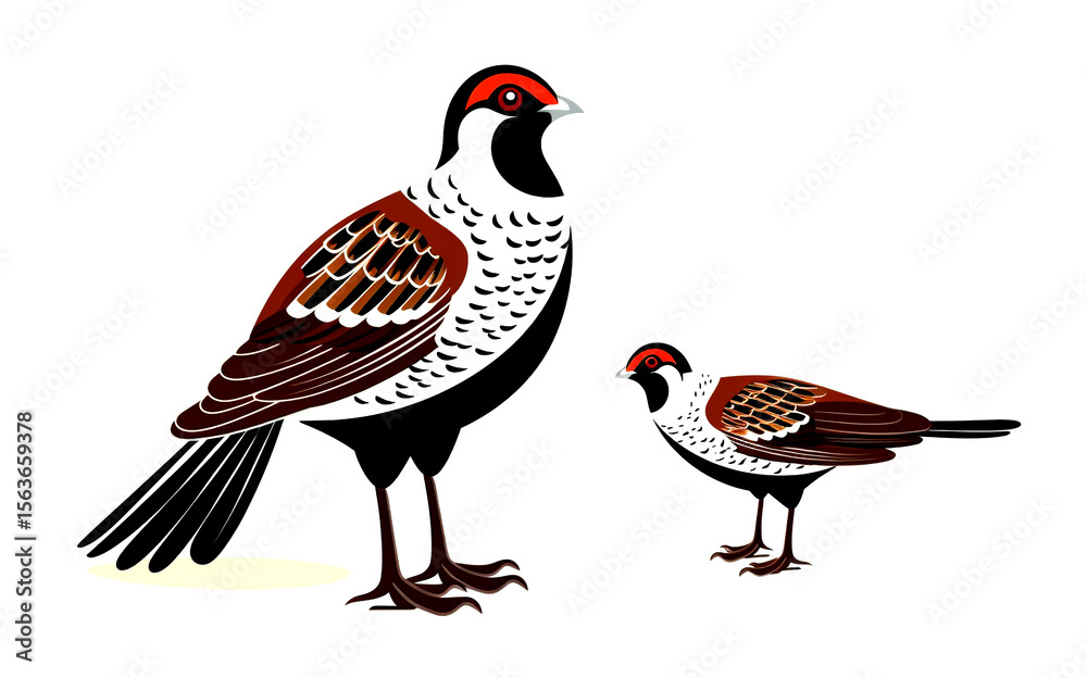 Fototapeta premium Pheasant, wild chicken in nature