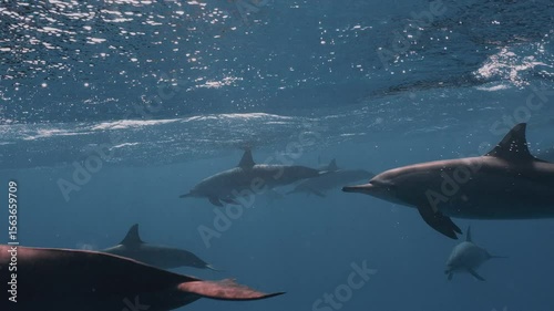 Large pods of wild spinner dolphins swimming gracefully in the clear blue waters of the Red Sea, captured in stunning 4K slow motion with natural light and beautiful underwater visibility.