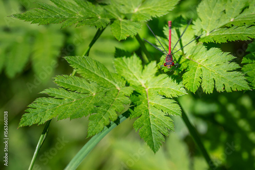 Rote Kleinlibelle frontal