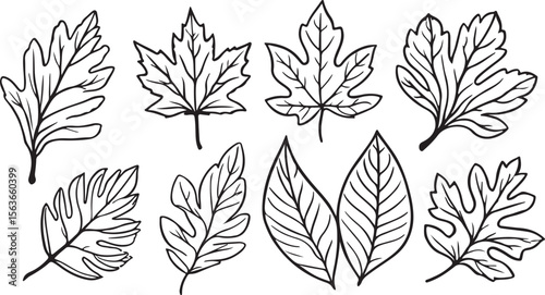 Assorted botanical leaf outlines leaves drawing