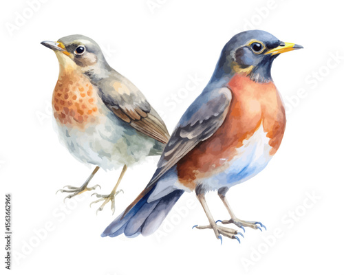 watercolor Thrush bird vector illustration isolated on white background